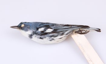 Media type: image;   Ornithology 201658 Description: Dendroica cerulea;  Aspect: lateral